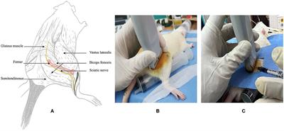 Ultrasonic visualization technique for anatomical and functional analyses of the sciatic nerve in rats